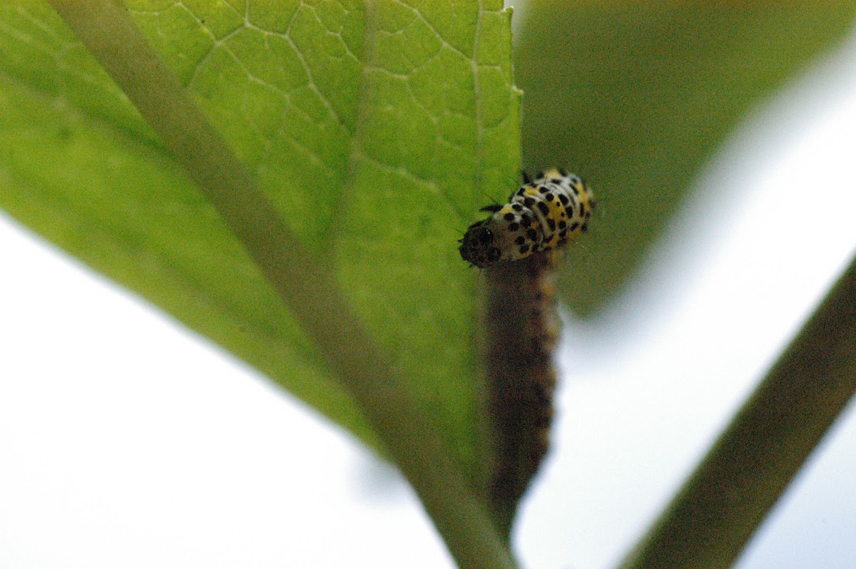 Mullein Moth (Caterpillar) Project Noah