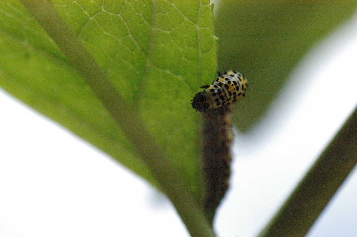 Mullein Moth (Caterpillar)