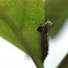 Mullein Moth (Caterpillar)
