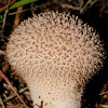 Spiny puffball, Cuesco de lobo erizado