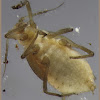 root aphid