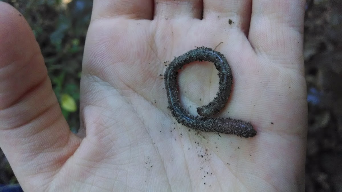 earth worm