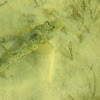 Blowfish (southern puffer)