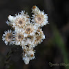 Wrights Cudweed