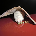 Gumtree Snout Moth (♀)