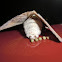 Gumtree Snout Moth (♀)