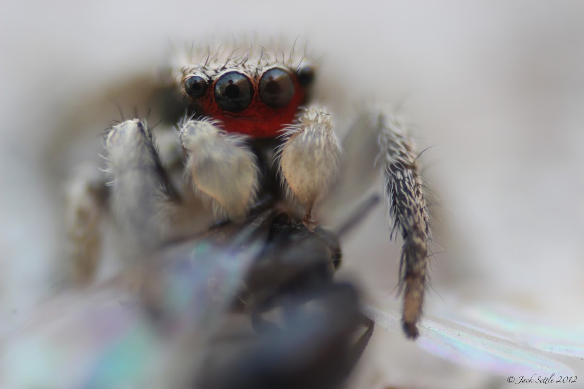 Red-Faced Jumping Spider (Immature Male)