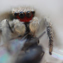 Red-Faced Jumping Spider (Immature Male)