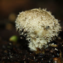 Puffball Fungus