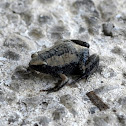 Two-spaded Narrowmouth Toad