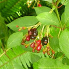 Firebush berries