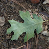 Californian Black Oak