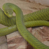 Eastern green mamba