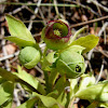 Helleborus foetidus