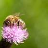 Western Honey bee