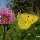 Clouded Yellow-Pieridae