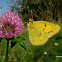 Clouded Yellow-Pieridae