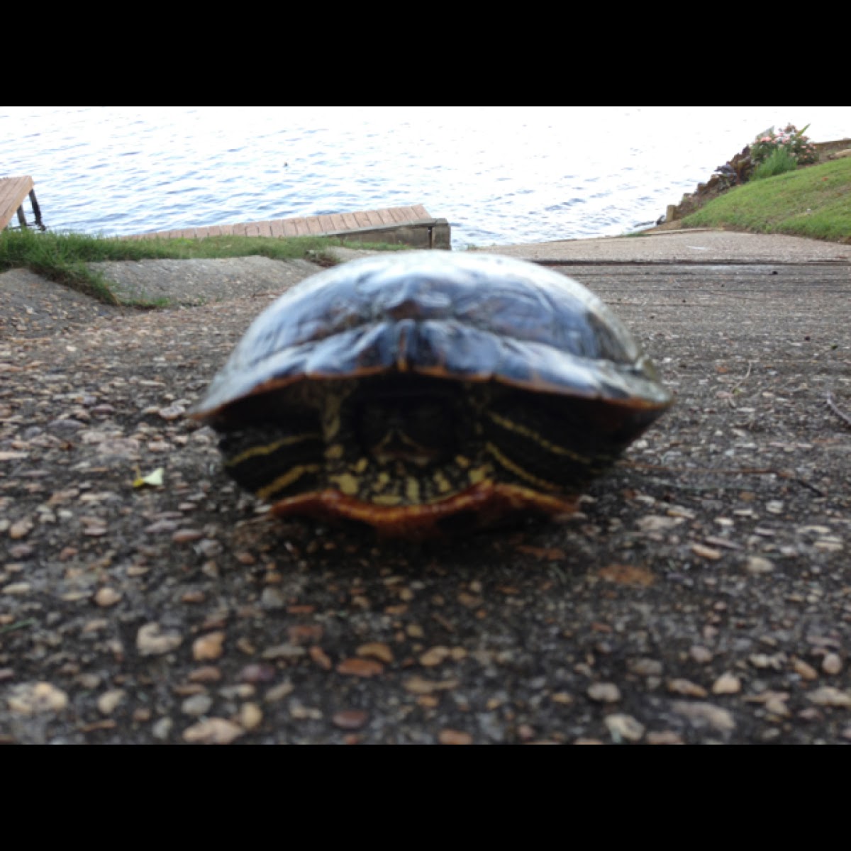 Yellow striped turtle?