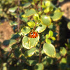 Asian lady beetle