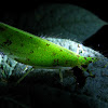 Fluorescent Leaf Katydid