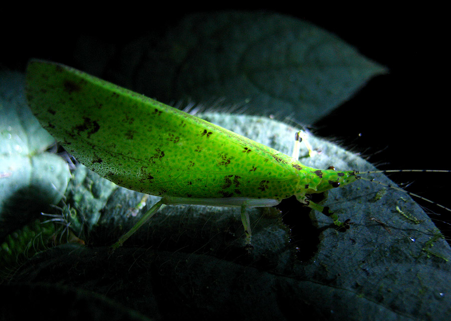 Fluorescent Leaf Katydid