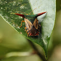 Ornate Shield Bug