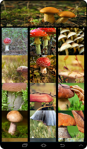 Mushroom Live Wallpaper
