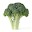 Produce Buddy Download on Windows