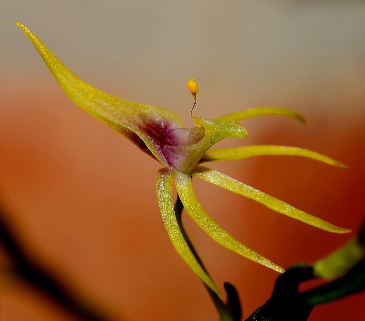 Hoffmeisterella orchid