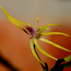 Hoffmeisterella orchid
