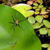 Fishing or Water Spider