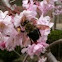 Bee on weeping crabapple