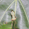Moth (Gelechiidae)