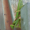 Praying Mantis