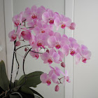 Orquídea. Orchid