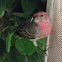 House Finch