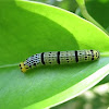 Pale awl caterpillar