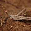 Snouted Grasshopper