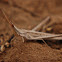 Snouted Grasshopper