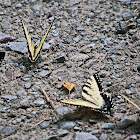 Tiger Swallowtail Butterfly (female)