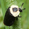 American Carrion Beetle