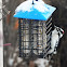 Downy Woodpecker