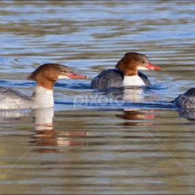 by Marlene Finlayson - Animals Birds