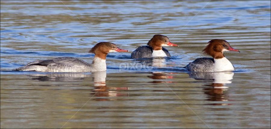 by Marlene Finlayson - Animals Birds