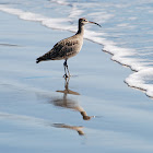 Bristle-thighed Curlew 