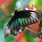 Rajah Brookes Birdwing