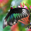 Rajah Brookes Birdwing