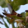 Allan's Hummingbird