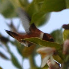 Allan's Hummingbird