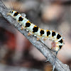 Tiger Moth or Tussock Moth Caterpillar?